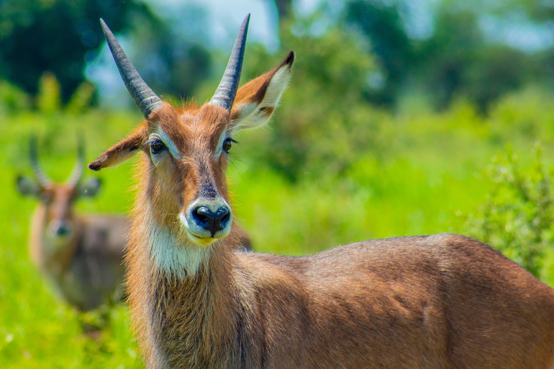 Budget Safari Uganda 7